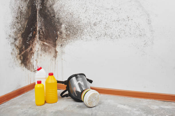 Best Attic Mold Removal  in Phelan, CA