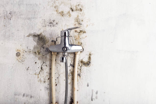 Best Residential Mold Removal  in Phelan, CA