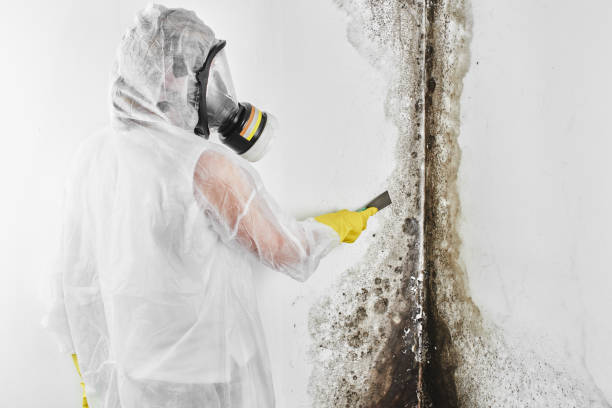 Mold Removal and Inspection in Phelan, CA