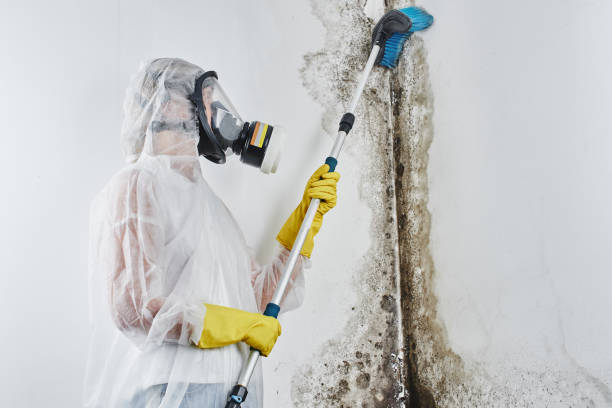 Mold Removal Process in Phelan, CA