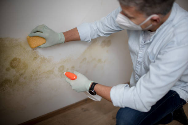 Best Certified Mold Removal  in Phelan, CA