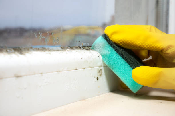 Best Same-Day Mold Removal  in Phelan, CA