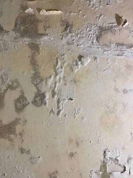 Best Mold Cleaning Services  in Phelan, CA