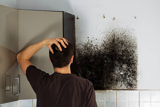 Best Toxic Mold Removal  in Phelan, CA